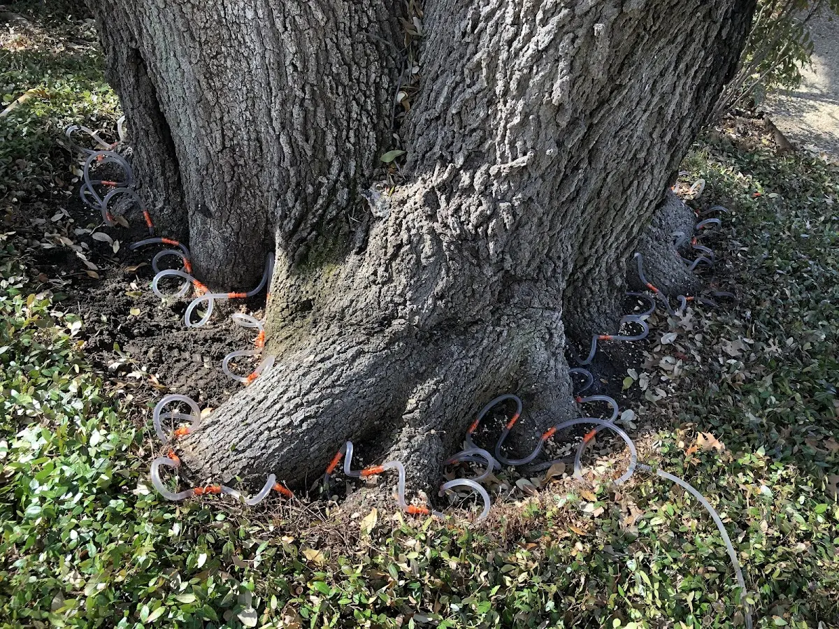 Detailed Tree Cabling and Bracing job site in Waban