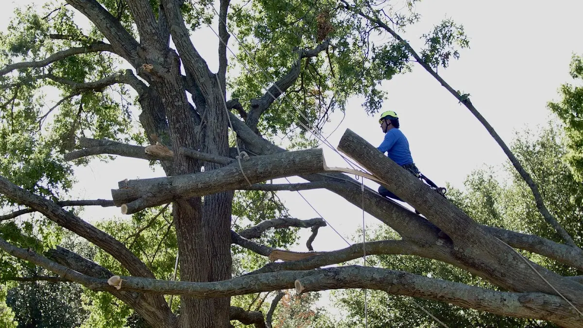 Professional Crown Thinning performed by certified arborists in Waban